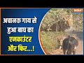 Action Story : अचानक गाय से हुआ बाघ का एनकाउंटर और फिर ! | Tiger-Cow Encounter | Madhya Pradesh News