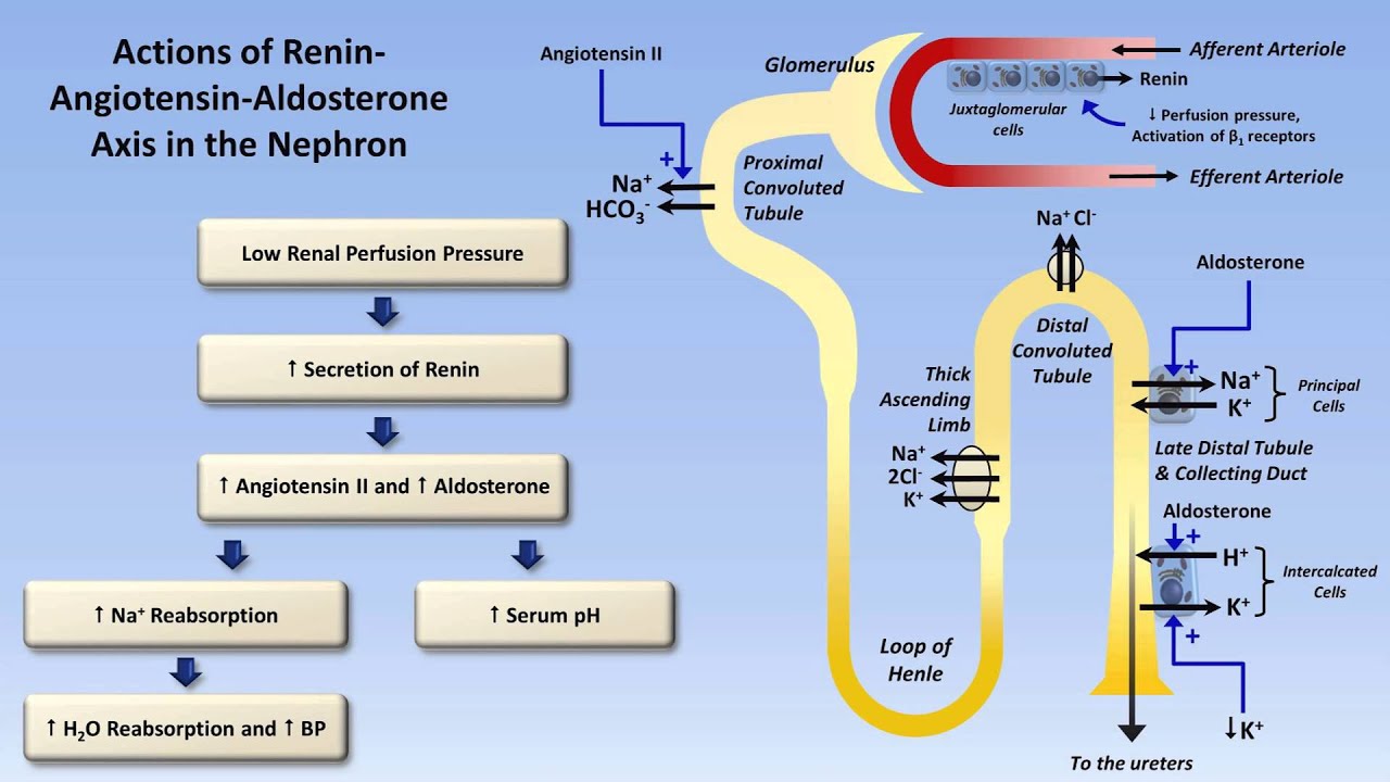 Sodium And Potassium Metabolism Renin Angiotensin Aldosterone And 
