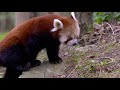 Red Pandas VS Giant Pandas | Animal Facts  | Love Nature