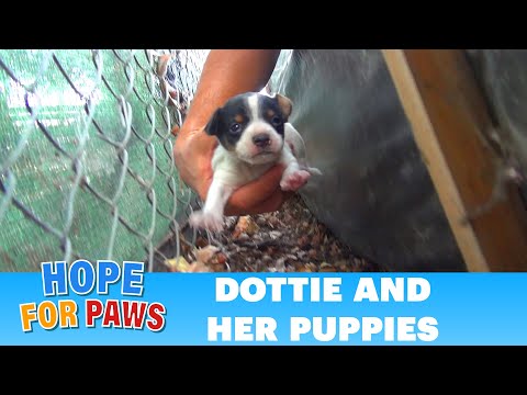 Hope For Paws: Homeless mom gives birth to three puppies on a college campus. Please share.