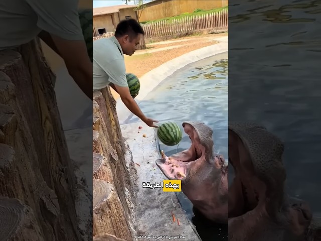 هذا الرجل قام بإعطاء بطيخة لفرس النهر 😮 #shorts
