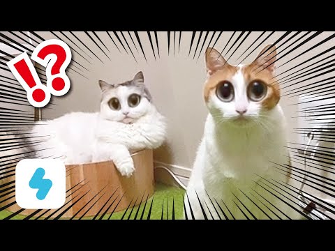 猫snow 猫用の動画加工アプリで遊んでたらもの凄い映像が撮れました おしゃべりする猫 まとめちゅーぶ