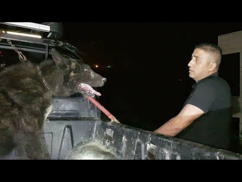 كلب الذئب بعد تغير سلوكه مع صاحبه مع جمال العمواسي