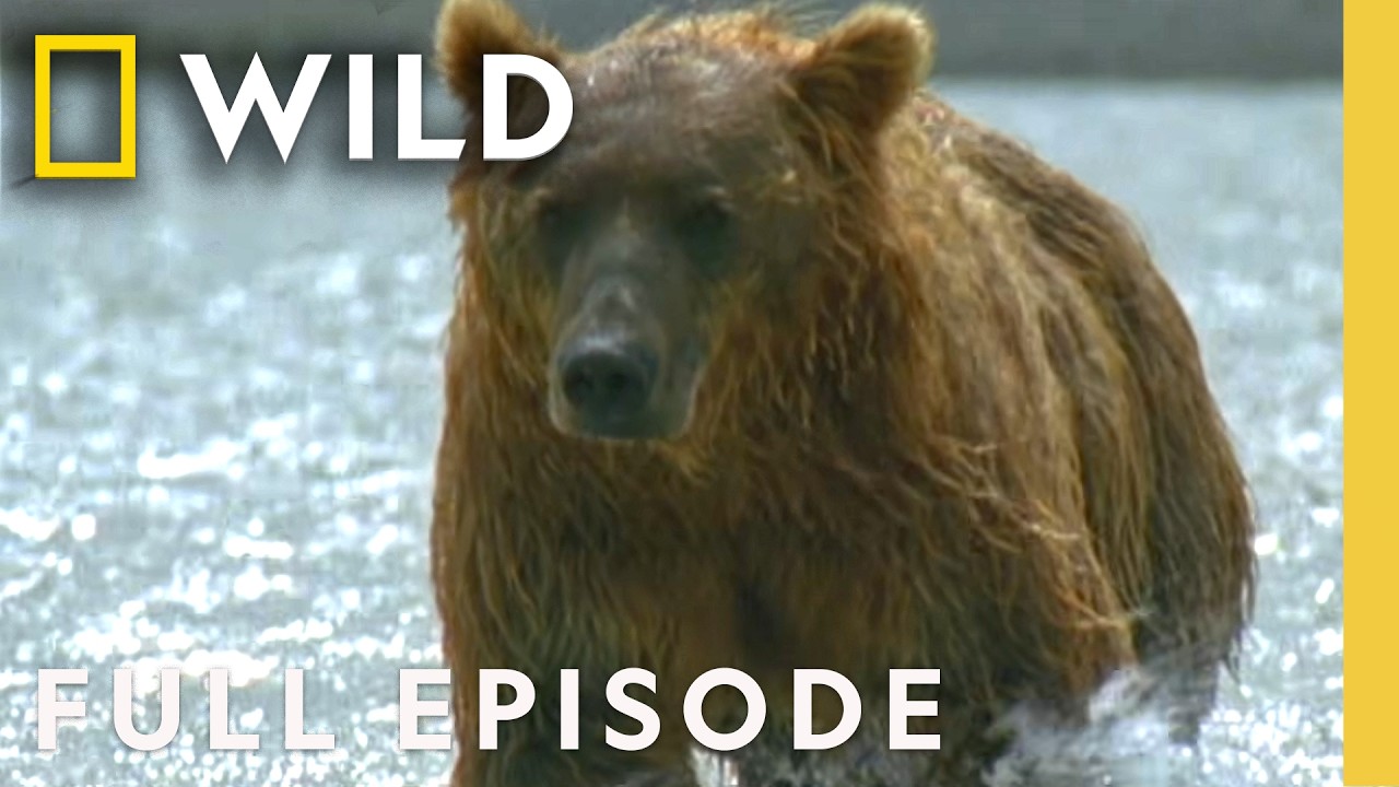 Grizzly Bear Transformation (Full Episode) | Built for the Kill | Nat Geo Animals