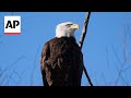 Watch a bald eagle be released by LSU football coach Brian Kelly