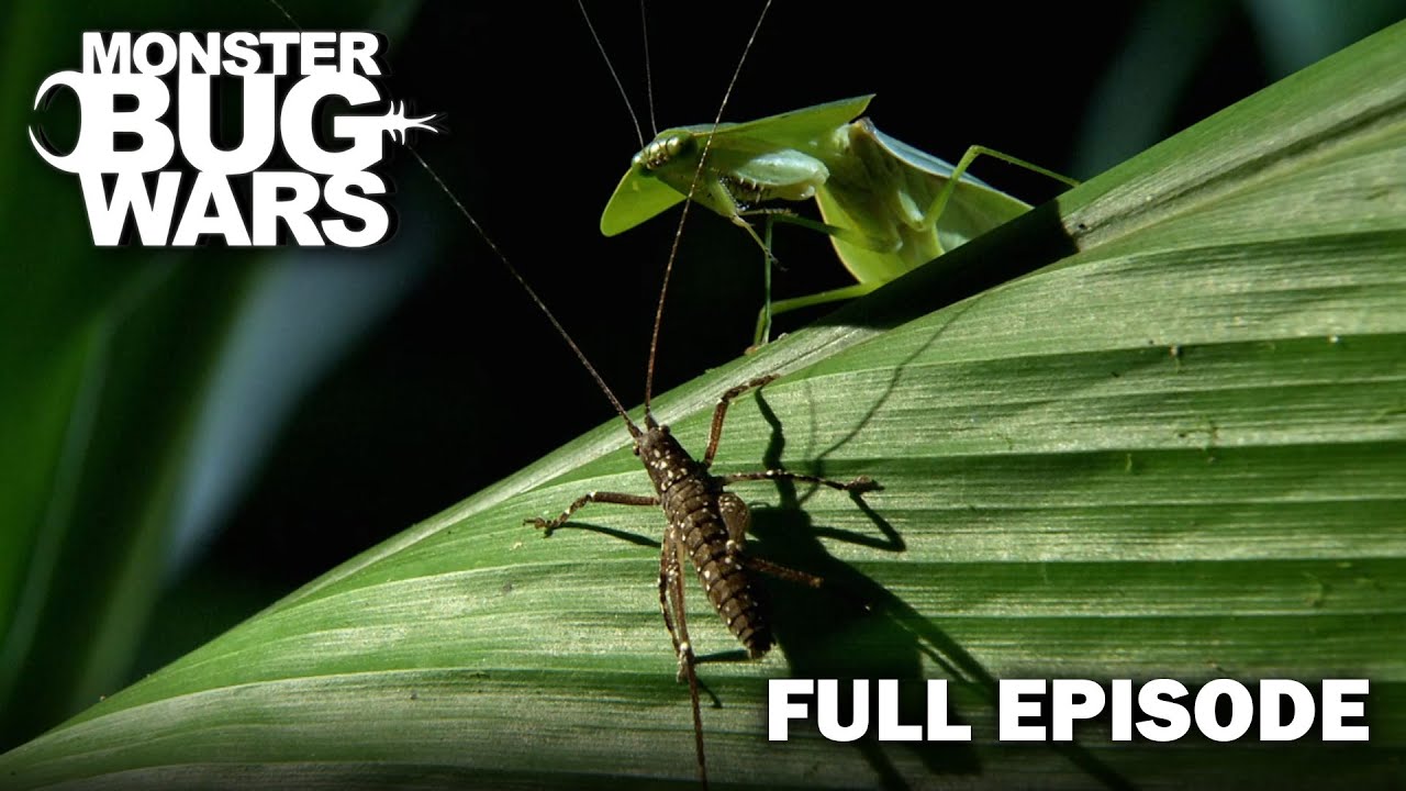 Spider vs. Mantis: Who Will Prevail? | S2E2 | Monster Bug Wars