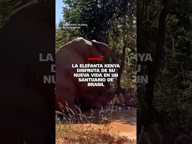 La elefanta Kenya disfruta de su nueva vida en un santuario de Brasil