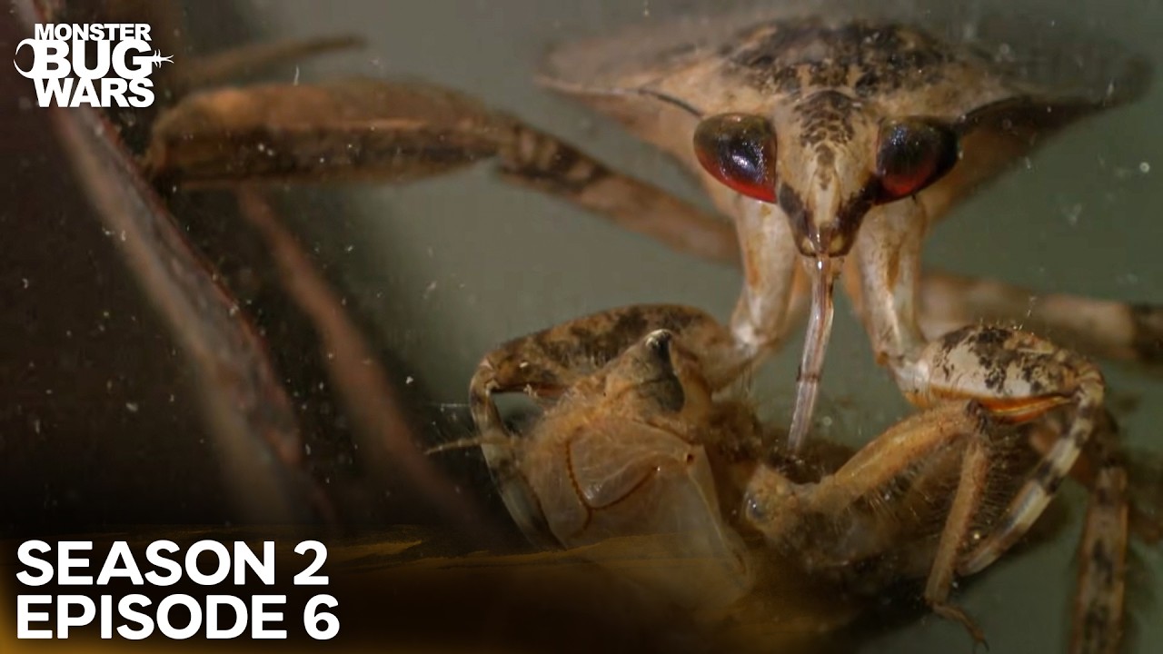 Underwater Alien War! | Monster Bug Wars Season 2 Episode 6