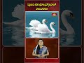 సెప్టెంబర్ 25న శ్రీవారి బ్రహ్మోత్సవాలలో హంస వాహనం.. #ttd #tirumalatemple #srivaribramhotsavalu