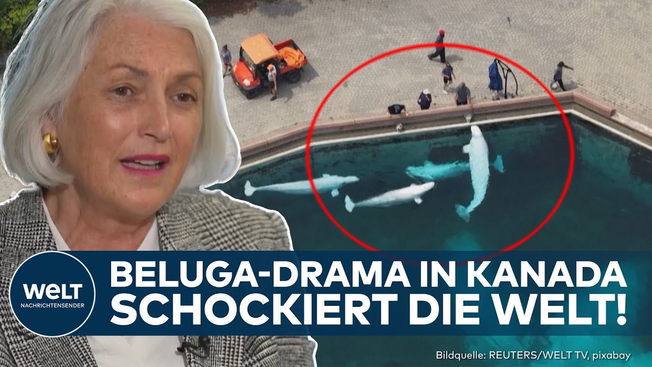 BELUGA-DRAMA: Freizeitpark will Wale töten – was passiert jetzt? Rettet Kanada die Tiere?