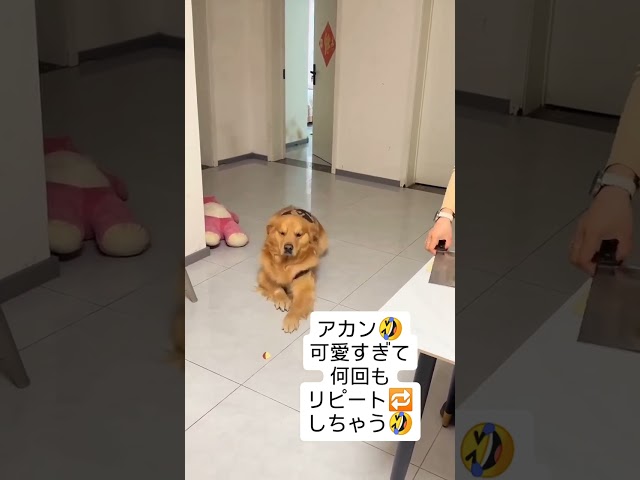 忍び犬