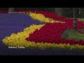 Millions of tulips bloom across Istanbul marking the arrival of spring  - 01:32 min - News - Video