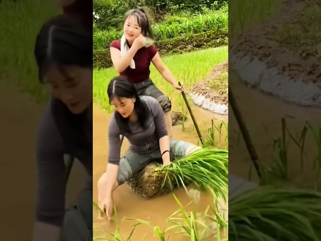 干农活的农村姑娘#田地干活的农村人 #种田不容易 #粒粒皆辛苦 #农民不易
