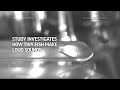 Scientists investigate how tiny fish make loud sounds  - 01:30 min - News - Video