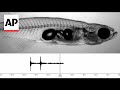 Scientists investigate how tiny fish make loud sounds