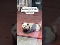Chinese zoo under fire after dyeing dogs to resemble pandas  - 00:20 min - News - Video