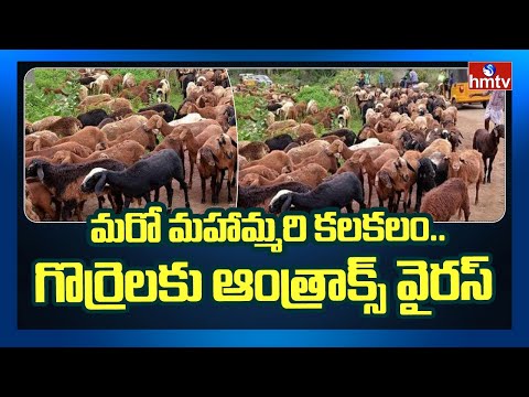 Alert: Three sheep, one goat die of Anthrax virus in Warangal Rural district Alert: Three sheep, one goat die of Anthrax virus in Warangal Rural district