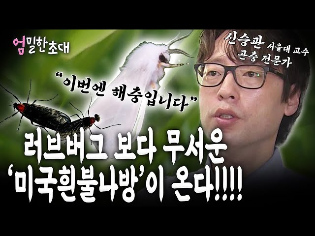 [엄밀한 초대] 열번째 손님!! '러브버그' 연구자 신승관 교수님을 모셨습니다! 러브버그 가고 더 무서운 '미국흰불나방' 등장?!