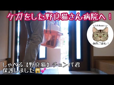 しゃべる 野良猫 チュンパ君病院行って来ました 帰宅後のチュンパ君に変化が まとめちゅーぶ