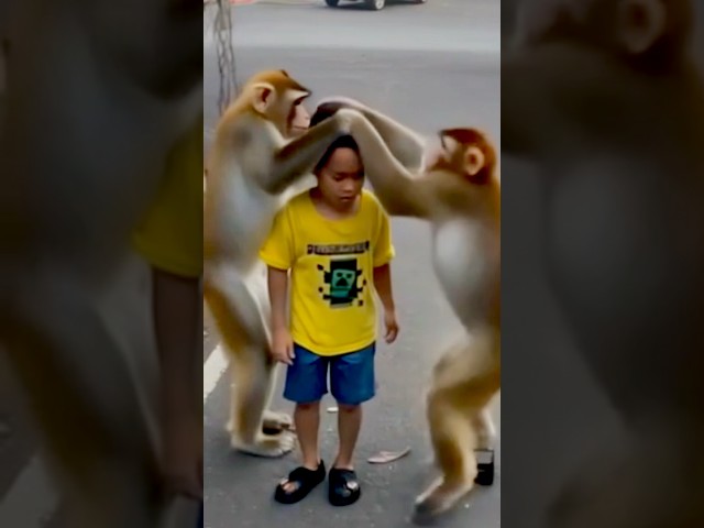 Waduh Keizo dikeroyok monyet gara-gara⁉️😱