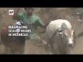 Bull racing season begins in Indonesia  - 00:45 min - News - Video