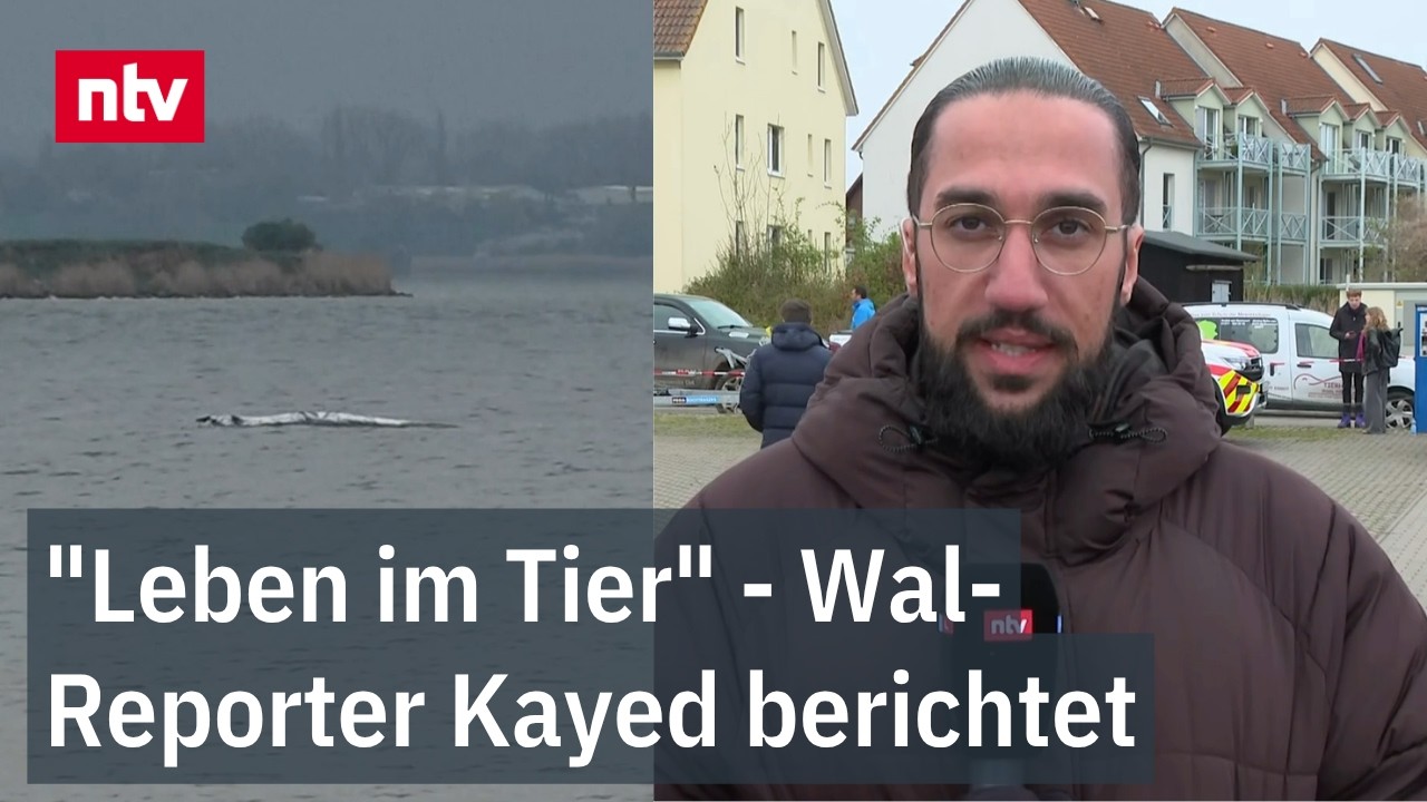 Reaktion des Buckelwals auf Rettungsarbeiten macht Hoffnung | ntv