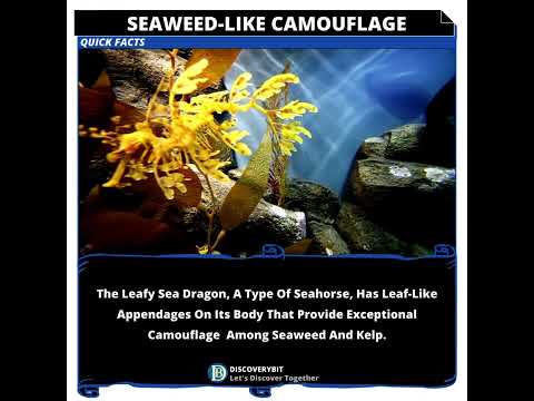 The Leafy Sea Dragons: Nature's Enigmatic Illusionists