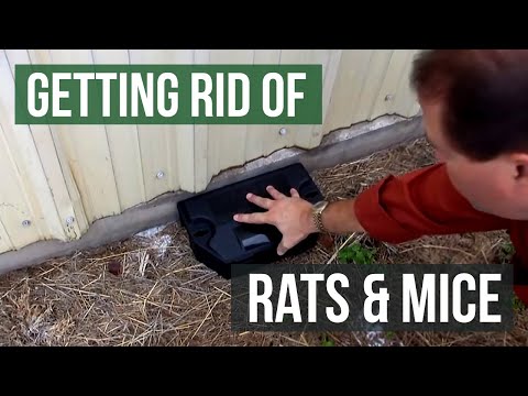 Nectus Soft Bait Kill Rat Mouse Mice Rodent Poison Professional Grade 6 packs 
