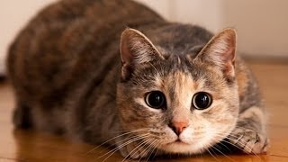 41 niespodziewanych skoków kotów 