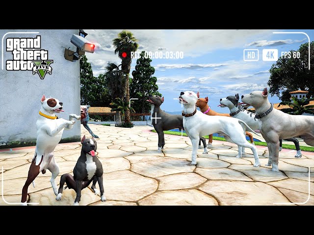 YAVRU PİTBULL EVE GİZLİ KAMERA YERLEŞTİRİYOR! HER ŞEYİ GÖRDÜK! - GTA 5 PİTBULL'UN HAYATI