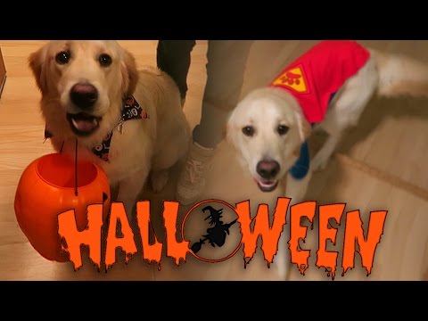 Super Cooper Sunday #35: Coop's First Halloween! (Golden Retriever Puppy)