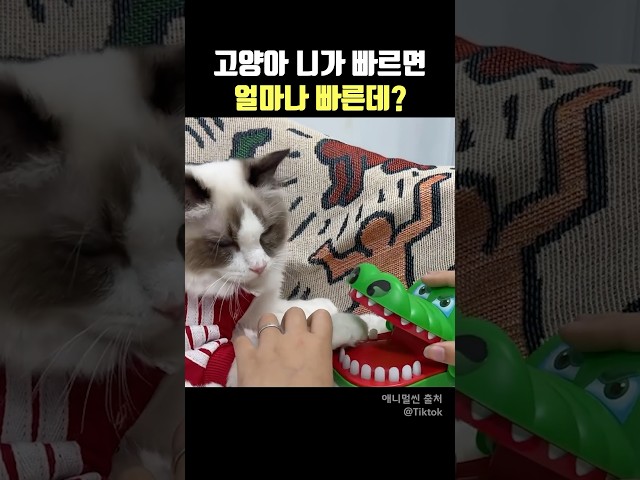 고양아 니가 빠르면 얼마나 빠른데?