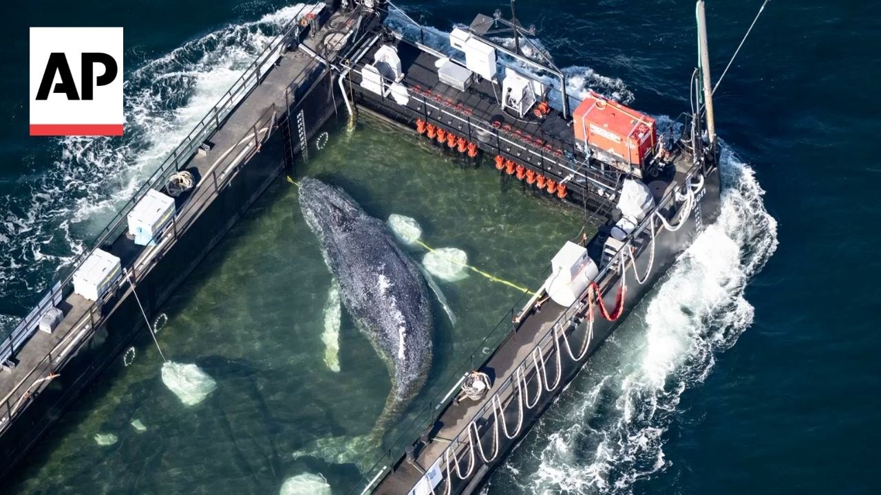 Barge carries 'Timmy' to North Sea to save the stranded humpback whale