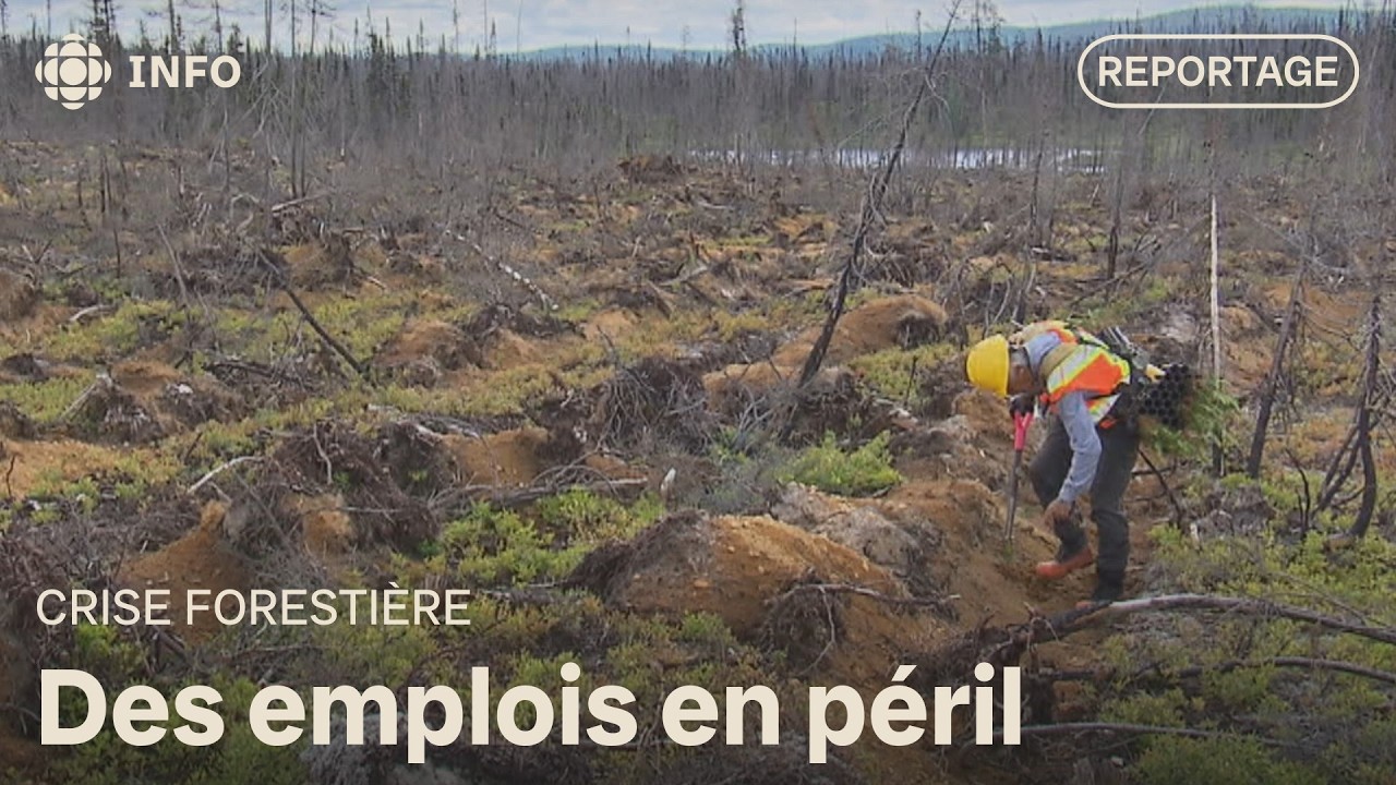 Sur la Côte-Nord, l’avenir du reboisement en forêt est fragile