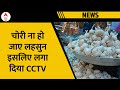 Garlic News: लहसुन की चोरी का डर..किसानों ने खेतों में लगाए CCTV | Madhya Pradesh | ABP News