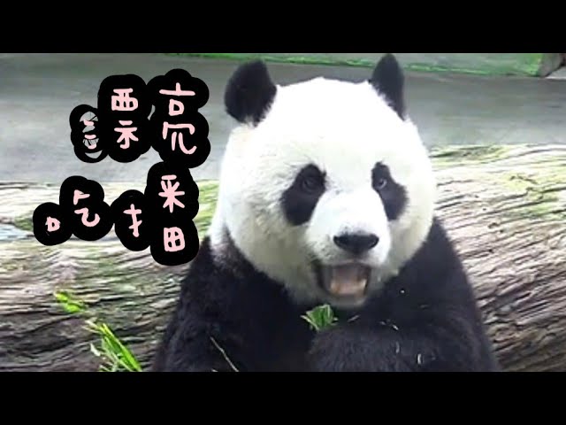 圓仔坐正吃播中，圓仔好漂亮|熊貓貓熊The Giant Panda Yuan Yuan and Yuan Bao|台北市立動物園