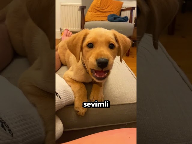 Gerçek Bir Köpekbalığı Çıkacak Sandı… Sonra Bu Oldu! 🦈😱