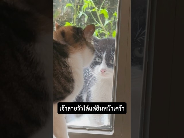 เมื่อแมวมาบุกหน้าต่าง…แล้วทิ้งบางอย่างไว้ในใจ