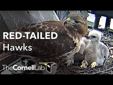 Cornell Hawks Dual-Cam View