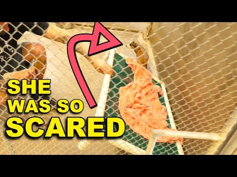 Rescue Dog BLOSSOM Terrified Until Hiding Spot Transformed | Featured on The Dodo