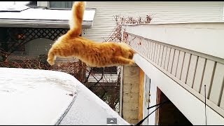 חתול שלא מצליח לקפוץ