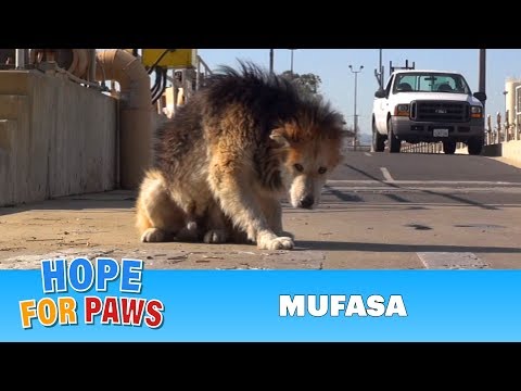Rescuing a homeless senior dog from a water treatment facility. Please share.
