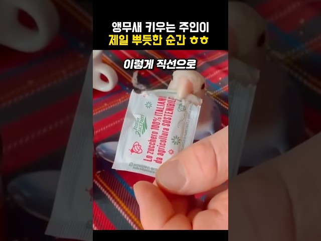 앵무새 키우는 주인이 젤 뿌듯한 순간 #동물 #앵무새