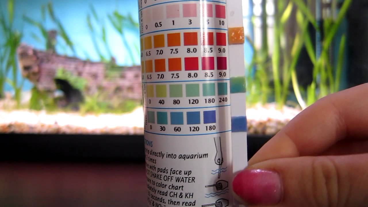 HELP WITH WATER PARAMETERS. tested with API 5 in 1 Test Strips. YouTube