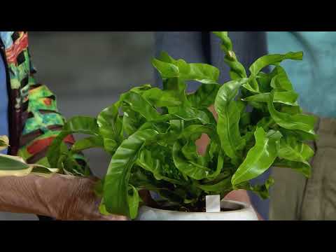 screenshot of youtube video titled Interesting Indoor Plants | Making It Grow