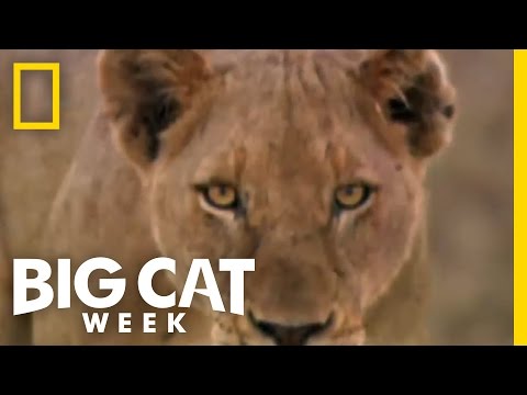 Big Cat Week'