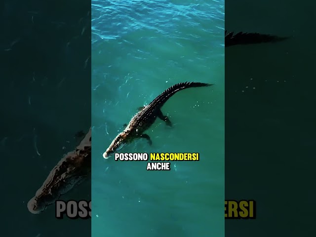 Il PERICOLO del “bastone galleggiante” nel mare😨