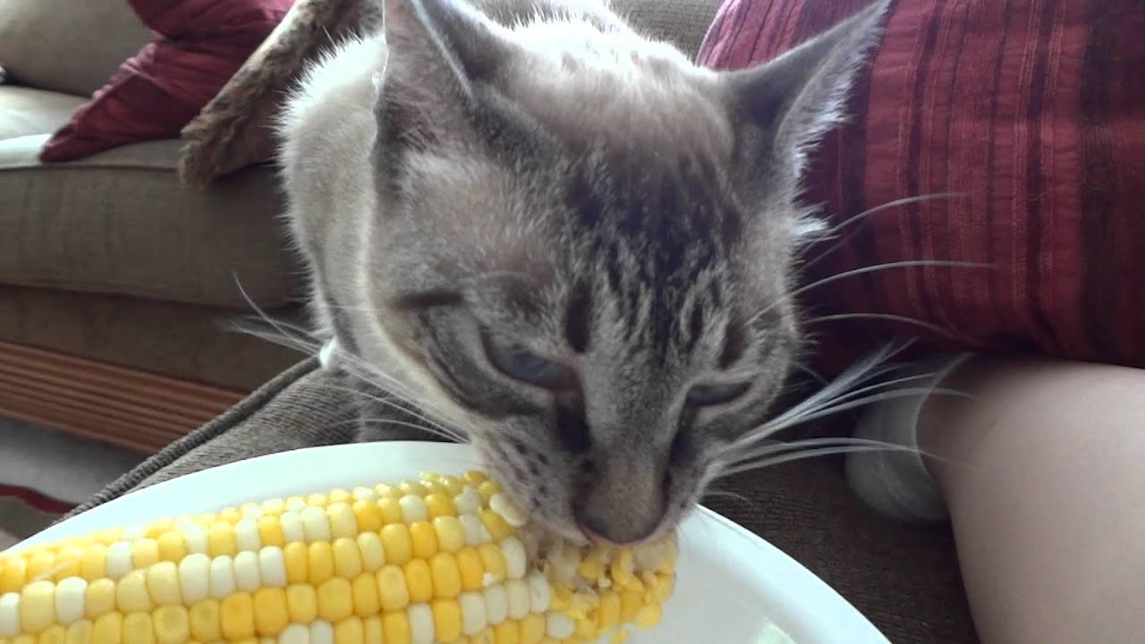 cat-eats-corn-on-the-cob-youtube