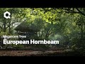 Megascans Trees European Hornbeam