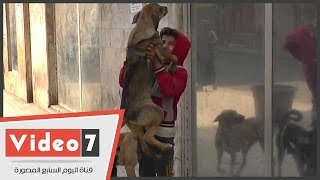 بالفيديو..سر الفتى الراقص مع الكلاب فى وسط البلد. -